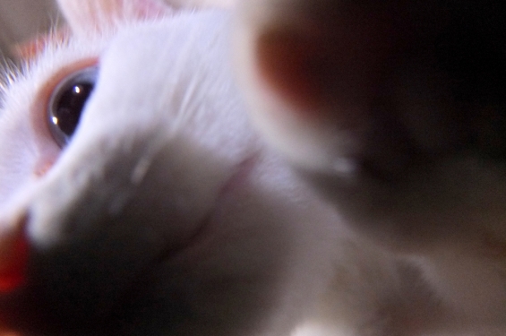 Cat pictures｜きょうのみゅー