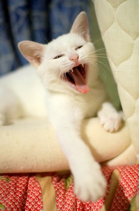 Cat pictures｜きょうのみゅー