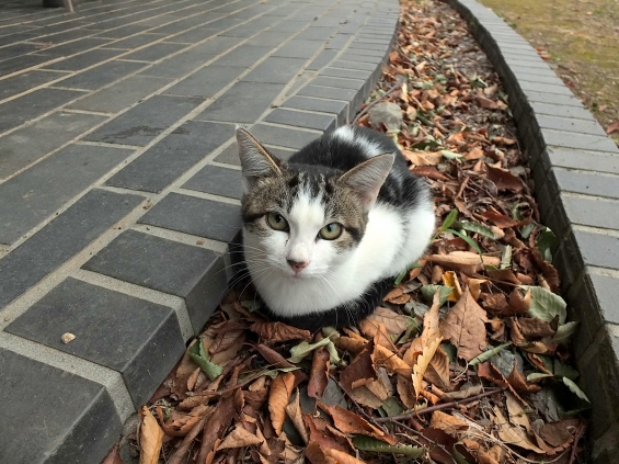 Cat pictures｜城沼の子猫