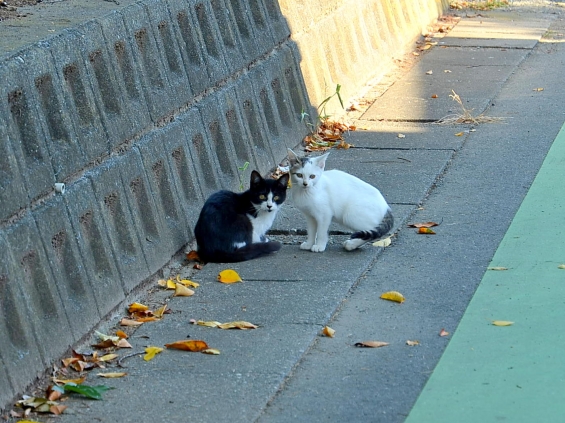 Cat pictures｜きょうだい