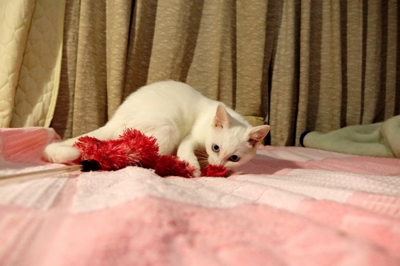 Cat pictures｜きょうのみゅー