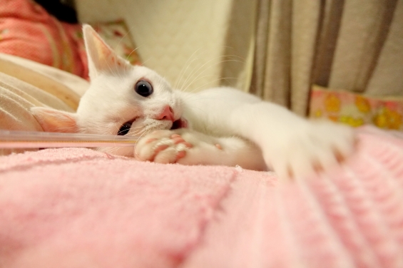 Cat pictures｜きょうのみゅー