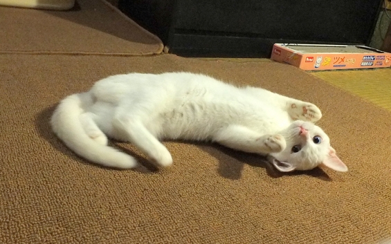 Cat pictures｜きょうのみゅー