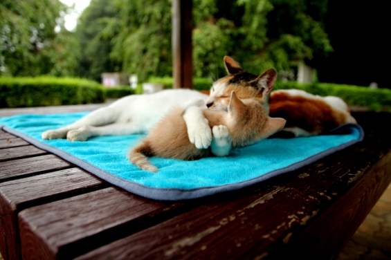 Cat pictures｜愛情