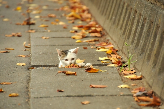Cat pictures｜おっ！カリカリにゃ！！！