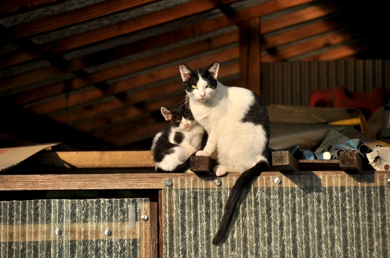 Cat pictures｜親子