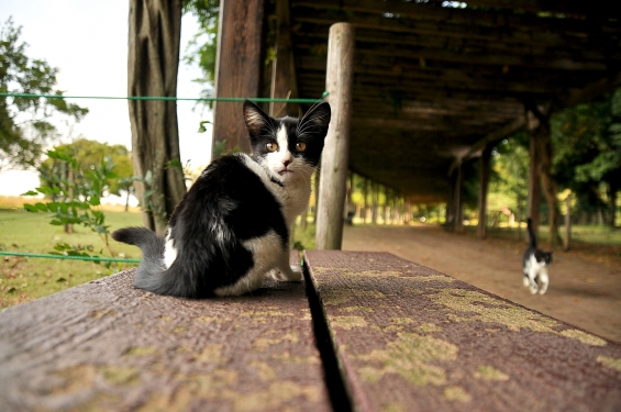 Cat pictures｜里親募集中