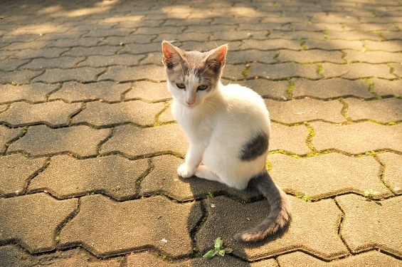Cat pictures｜里親募集中
