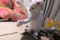 きょうのみゅー