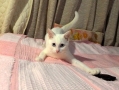 きょうのみゅー
