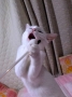 きょうのみゅー
