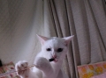 きょうのみゅー