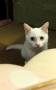 きょうのみゅー