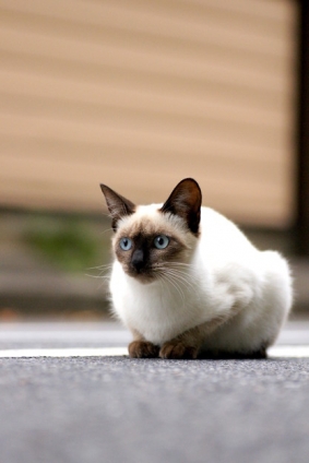 Cat pictures｜おちび