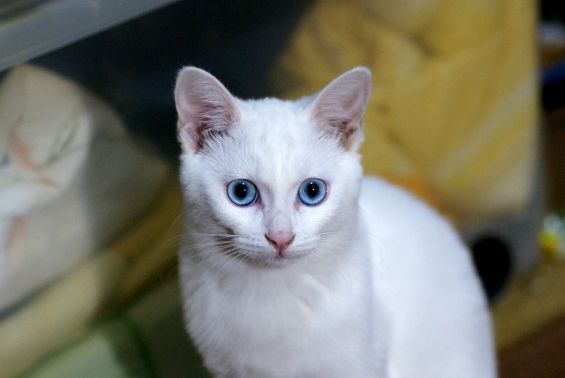 Cat pictures｜今日のみゅー