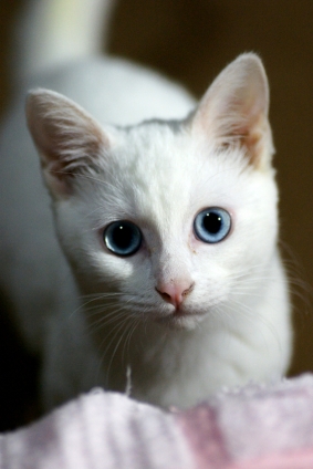 Cat pictures｜今日のみゅー