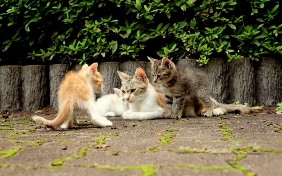 Cat pictures｜僕のお母さんだよ！私のお母さんだもん！