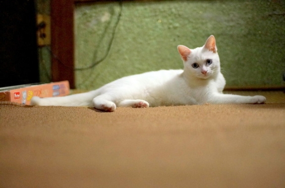 Cat pictures｜今日のみゅー