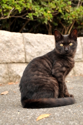 Cat pictures｜厳密に言うと黒猫ではない。