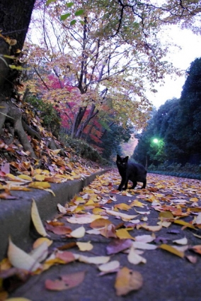 Cat pictures｜ちびくろ