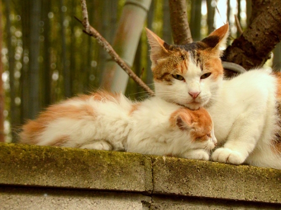 Cat pictures｜ママ・・・・・