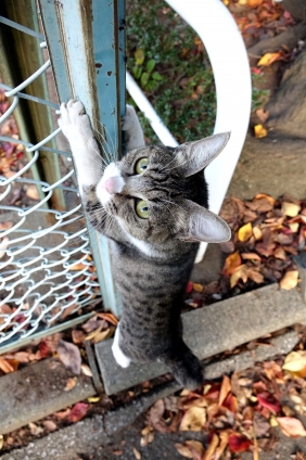 Cat pictures｜なにか？