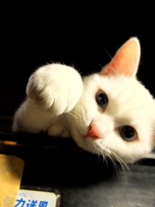Cat pictures｜今日のみゅー