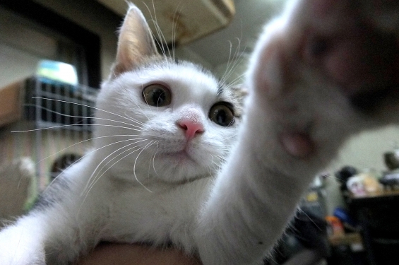 Cat pictures｜たまちゃん
