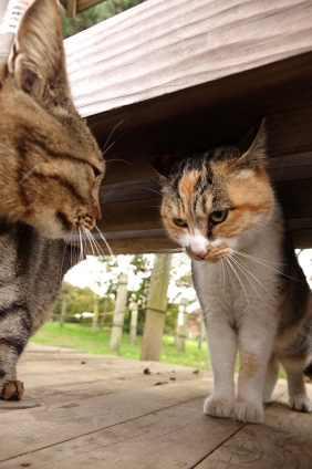Cat pictures｜あたし負けないよ！