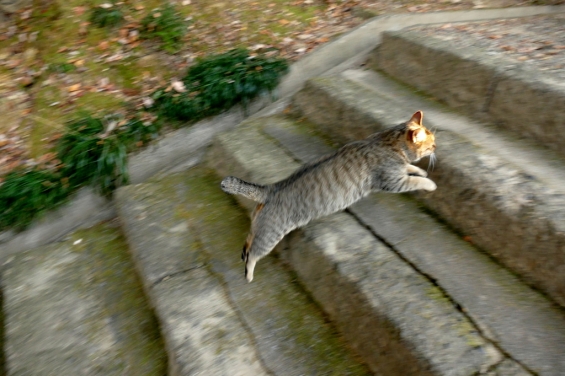 Cat pictures｜唐沢山神社猫