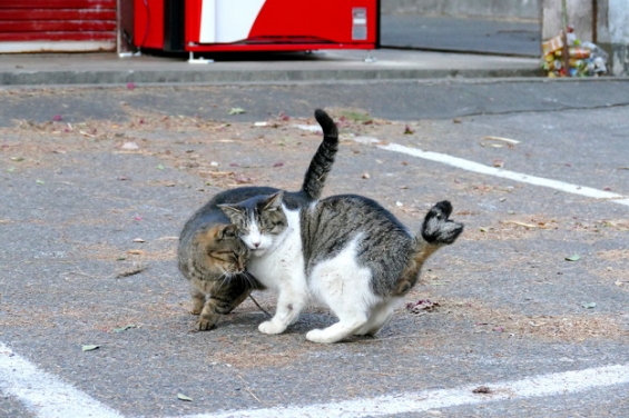 Cat pictures｜唐沢山神社猫