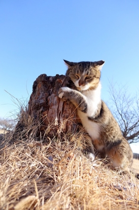 Cat pictures｜どすこい！