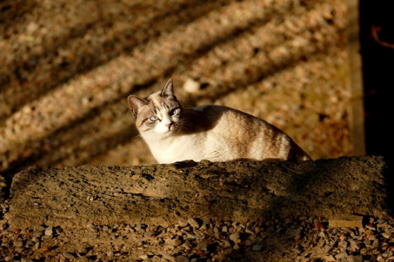 Cat pictures｜唐沢山神社猫