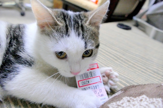 Cat pictures｜たまちゃん