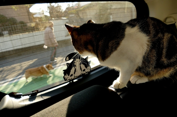 Cat pictures｜犬怖いにゃ・・・・・