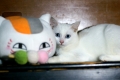 今日のみゅー