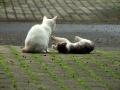 遊んでよ～。