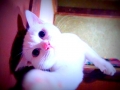 今日のみゅー