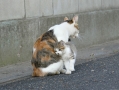 ママン・・・・・