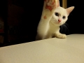 今日のみゅー