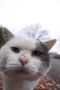 呼んだ？