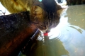 沼猫　　りさちゃん