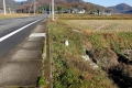 里山にゃんこ