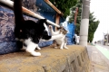 ねこぱんち！