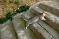 唐沢山神社猫