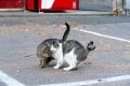 唐沢山神社猫