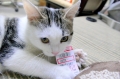 たまちゃん