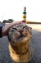 よしよし。