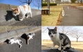 飼い猫になりました！
