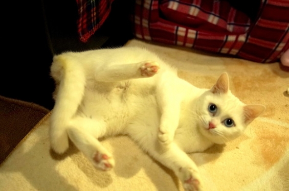 Cat pictures｜今日のみゅー